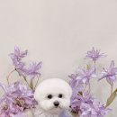 마이리틀멍 이미지