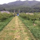 수형농장 이미지