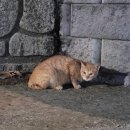 떼굴떼굴 이미지