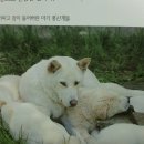 병우농장 Daum카페