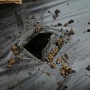 심기보농장 | “3년째 직접 키워 먹는 감자, 씨감자 만들어 초보도 실패 없이 감자 심는법”