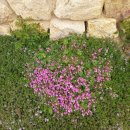 북천 공중화장실 | [포항 여행] 흥해 향교 이팝나무 군락지와 북천수 소나무 숲 산책로