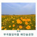 부곡동 돌담해안숲공원 | 강원도 동해 가볼만한곳 금계국 명소 6월 여행지 부곡돌담마을 해안숲공원