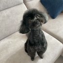 어썸펫 | 수원 통유리 오픈형 애견미용 ‘어썸펫’