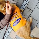 멍뭉이 이미지
