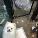 Just Grooming 이미지