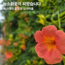 구례 윤스테이 촬영지 쌍산재 상사마을 능소화꽃 6.21일 현재상황
