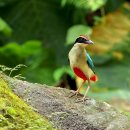 새야새야 이미지