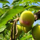 억만농장 이미지