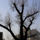 개나리공원2 이미지