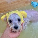 빵독 반려미용실 이미지