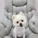 꽃단장하시개 이미지