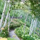 자작나무와 수국이 펼치는 자연의 향연… 7월 국내 여행지로 완벽한 선택 이미지
