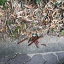 못된 강아지 이미지