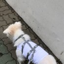 온새네 간식점 네이버블로그