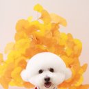 초이스 그루밍 이미지