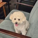 페리토 | [춘천 여행] 페리토 애견카페 이용 후기