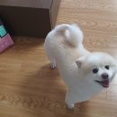 봉스왈왈