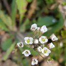 송화 농장 이미지