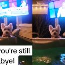 목욕하는 강아지 이미지