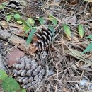 숲속애 휴가 이미지