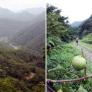 고종시마실길 이미지