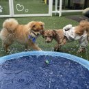 털로덮인 친구들 커먼그라운드점 이미지