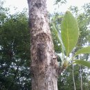 승달산길 이미지