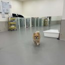 강아지유치원왕왕 이미지