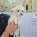 코티지 오브 퍼피(cottage of puppy) | 청주애견미용 추천 코티지 오브 퍼피 운천동애견미용 만족 후기