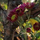 국화꽃 내용과 화분에 물주는 방법(국화과(菊花科 Asteraceae)에 속하는 다년생초.) 이미지