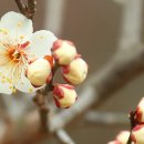 수은종택(睡隱宗宅) | 영광 매간당(梅間堂)