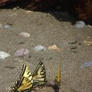모나크(MONARCH)