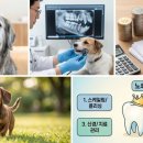 가이드치과병원 | [노령견 치과] 펫보험으로 스케일링, 발치 보장받기! 치료비 솔직 후기 가이드 🐾