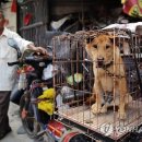 Fall in dog 이미지