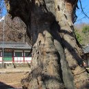 신산5리 | 의주길 제4길 파주고을길