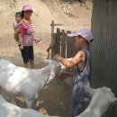 산양농장 이미지