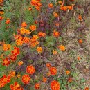 예술 | 가을축제_양강섬예술축제2025 후기