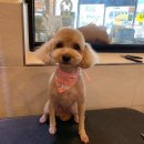 아임독 애견샵 이미지