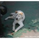 지운카센타
