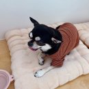 경상동물병원 | 귀염증(외이염) 치료 후기 🐶 | 자꾸 재발하는 의학적...귀염증치료 잘하는 북위례 거여동 마천동 동물병원