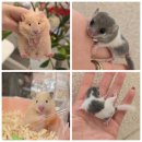 골든햄스터분양 탬펫 강남점 이미지