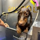 유폴24시 애견셀프목욕 이미지