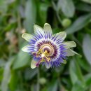 시계초(Passion Flower) 이미지