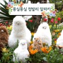 알파카라이프