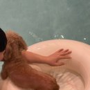 가평 댕댕이 애견 풀빌라 펜션 블루 이미지