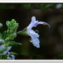 로즈마리 이미지