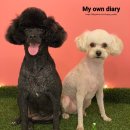 언니네 애견미용실 이미지