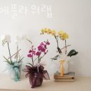 보니에플라워랩