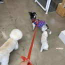 달달하개 이미지